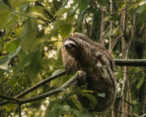 panama sloth